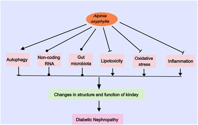 Research progress on Alpinia oxyphylla in the treatment of diabetic nephropathy